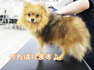 ２年生へ向けて！先生の試技会①♪